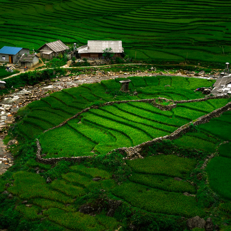 Aerial view of bright green rice terraces in Vietnam under daylight, fresh and cheerful